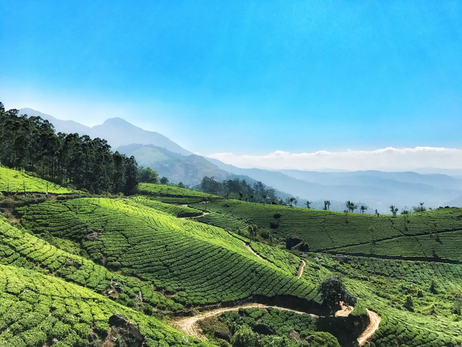 Winding footpath through tea terraces with forested mountains behind
